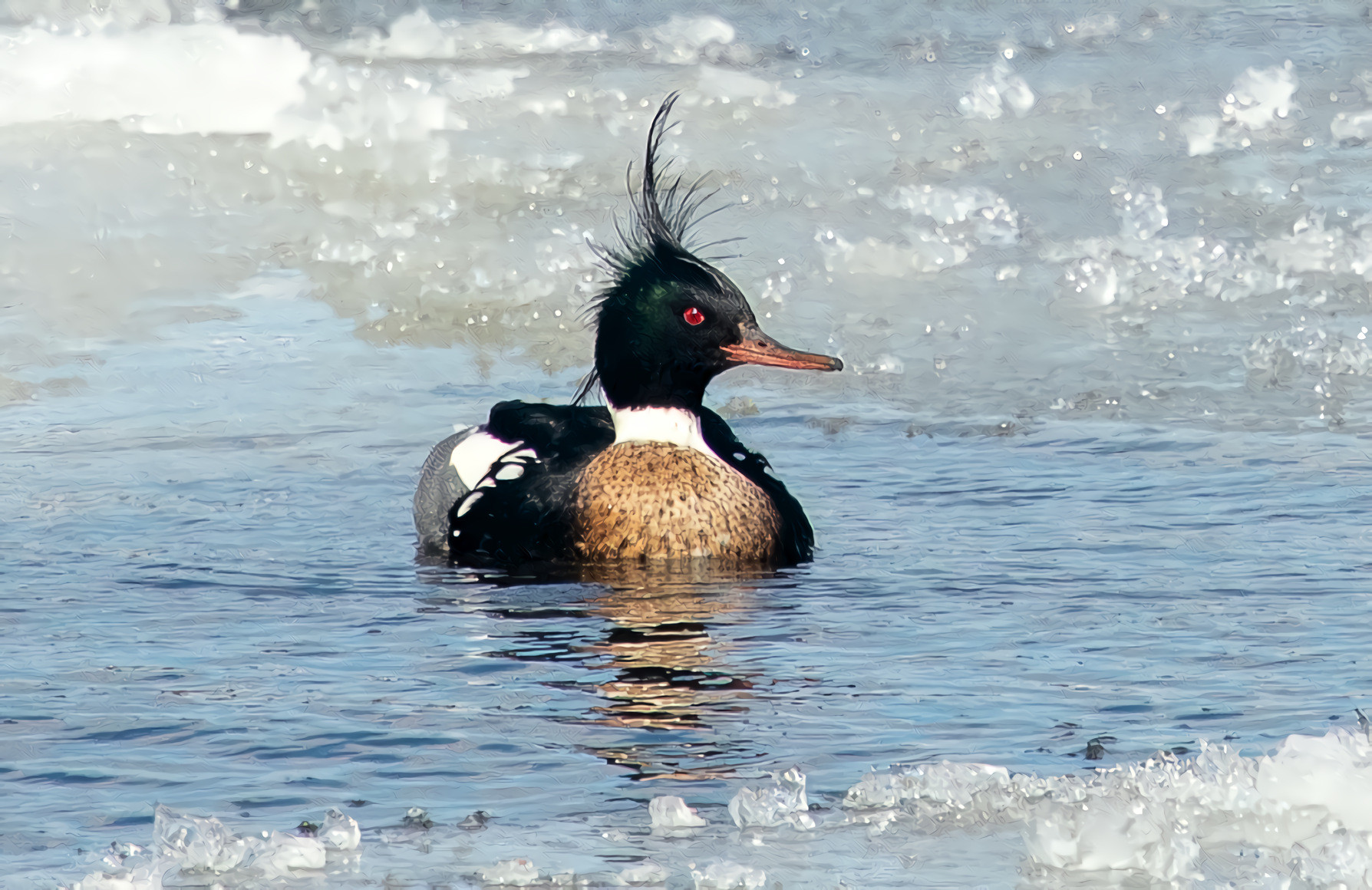 Red Breasted Merganser Duck, and Ice