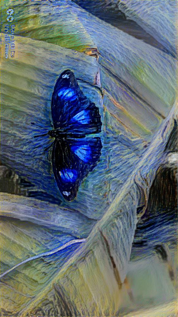 Butterfly 