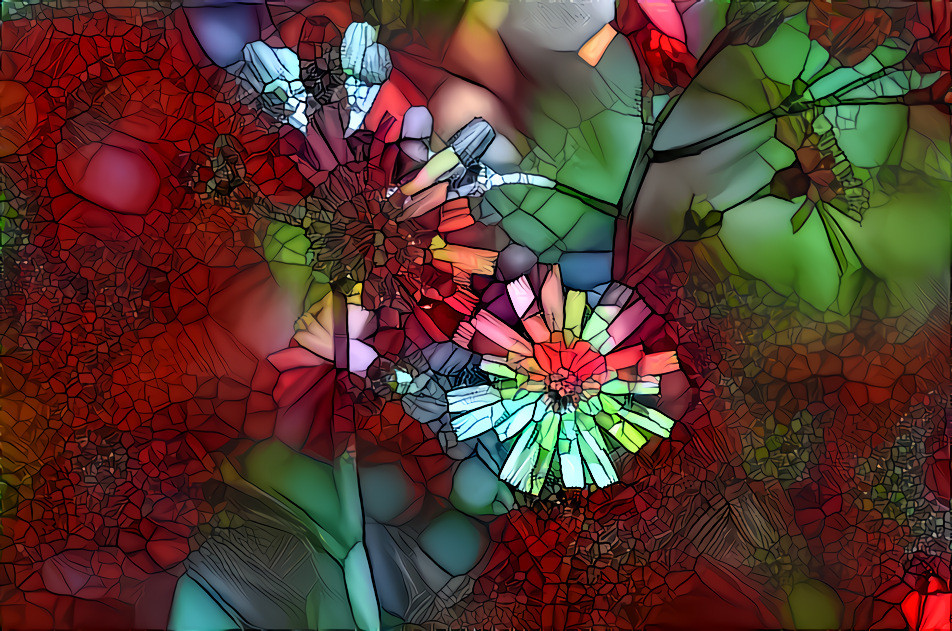Stained Glass Hawkweed