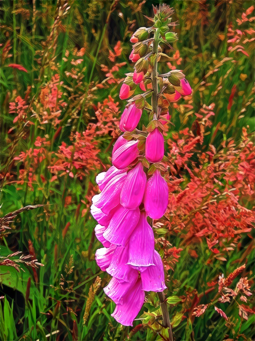 Foxglove