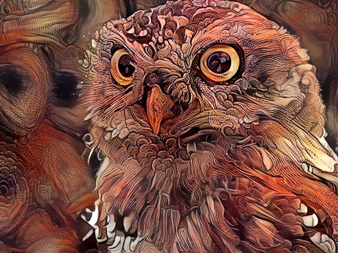 Owl