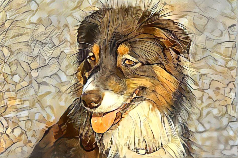 Jocelyn, Dog - Australian Shepherd