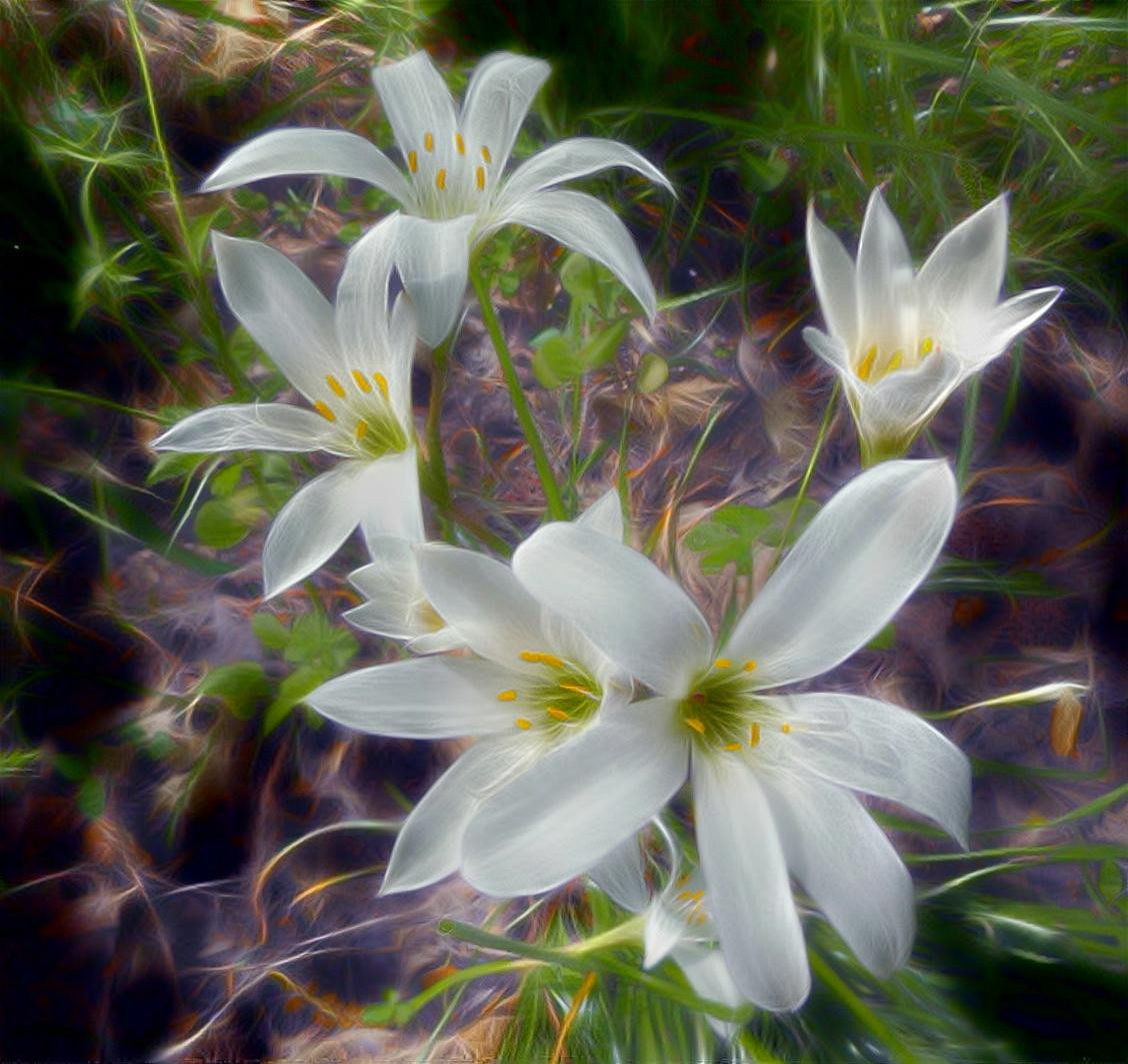 Zephyranthes atamasca #2