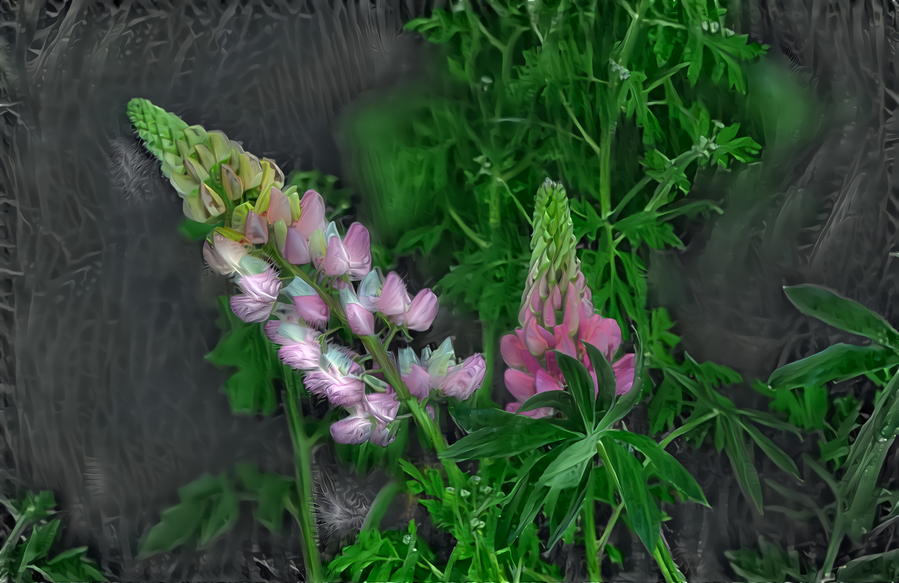 Lupins 