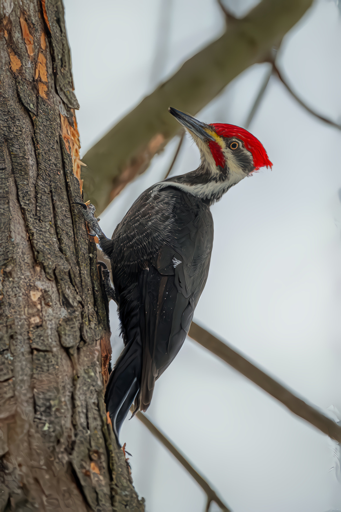 Pileated Woodpecker,  17"