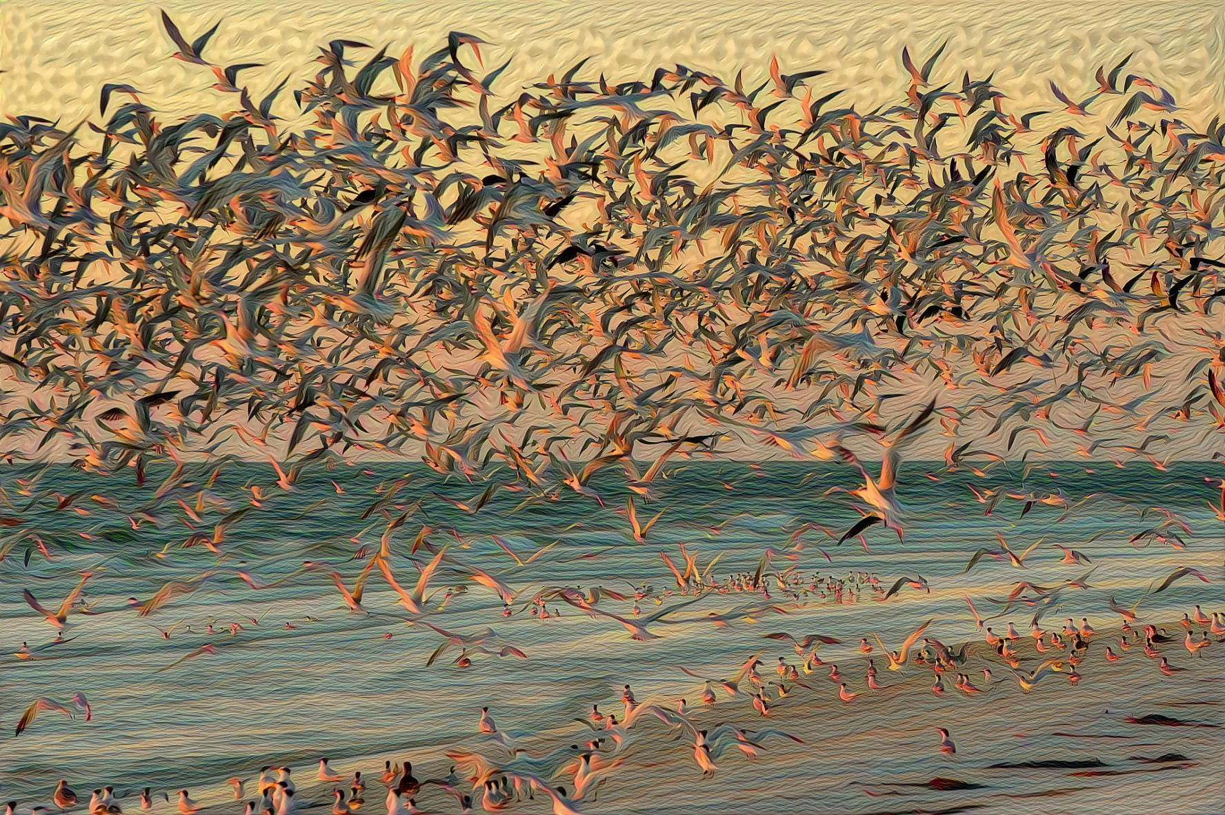 Gathering of Seagulls