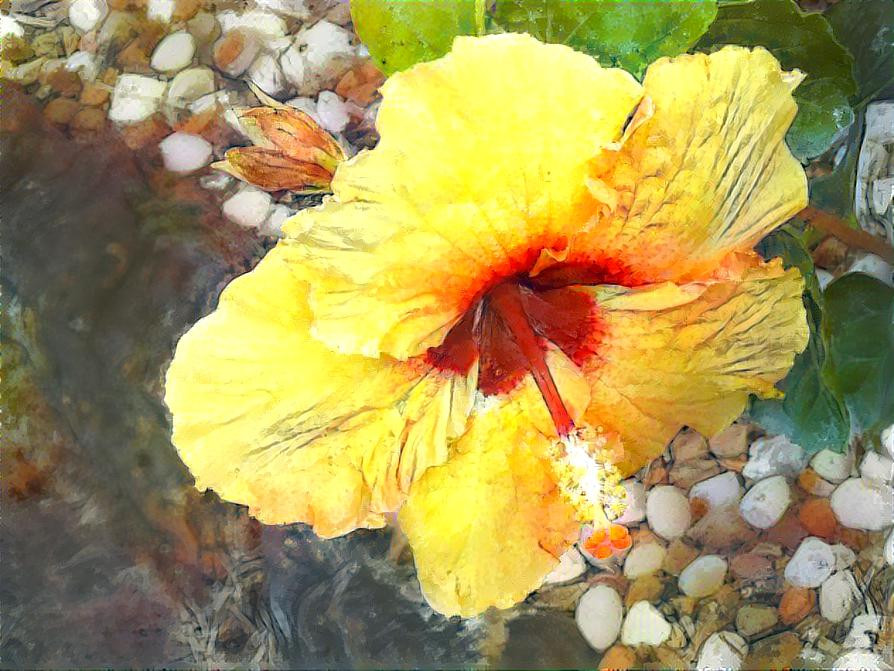 Hibiscus