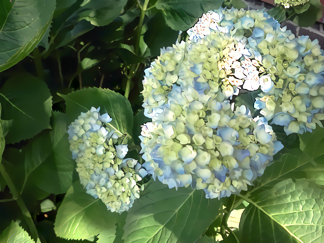 Pale Blue Hydrangeas