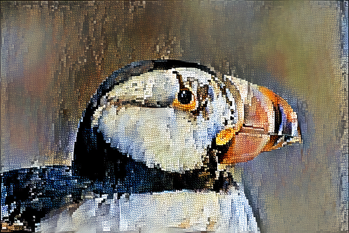 Horned Puffin