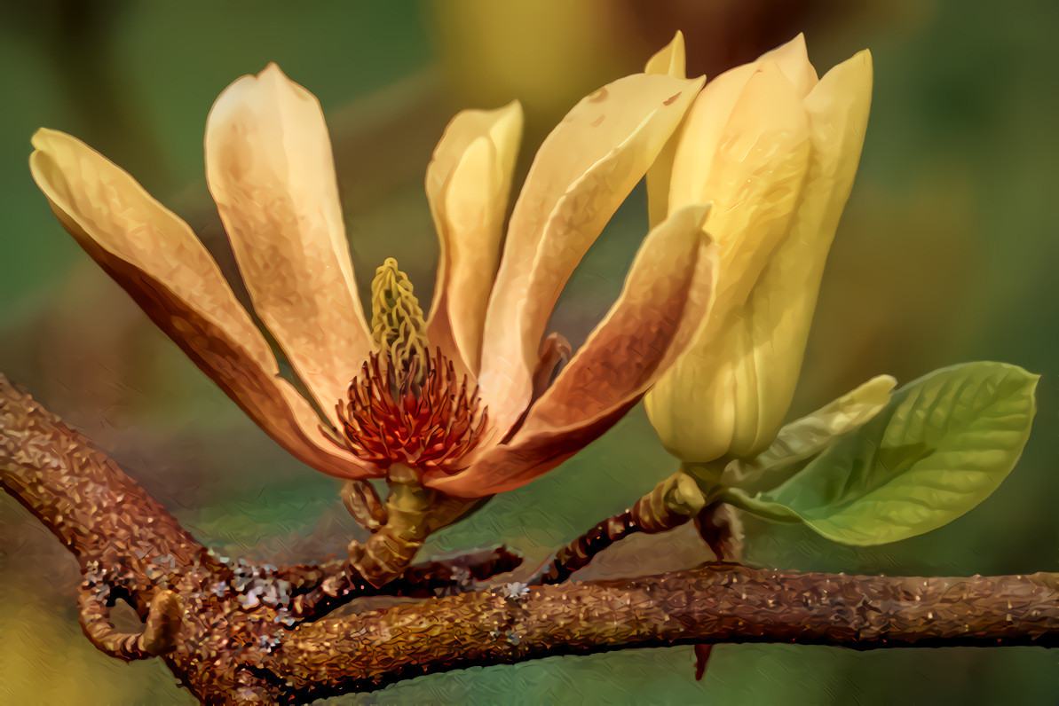 Yellow Magnolia Blossom