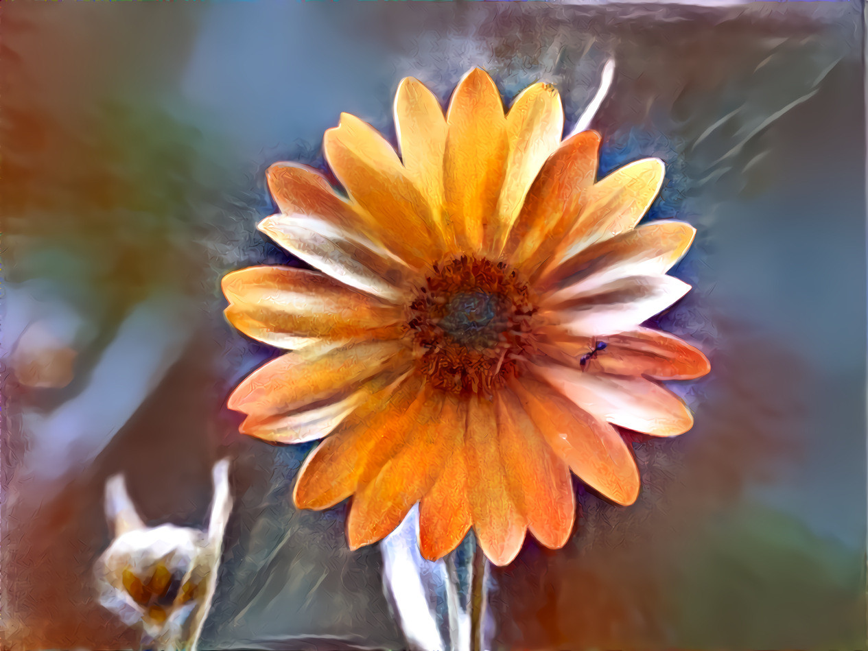 Orange flower