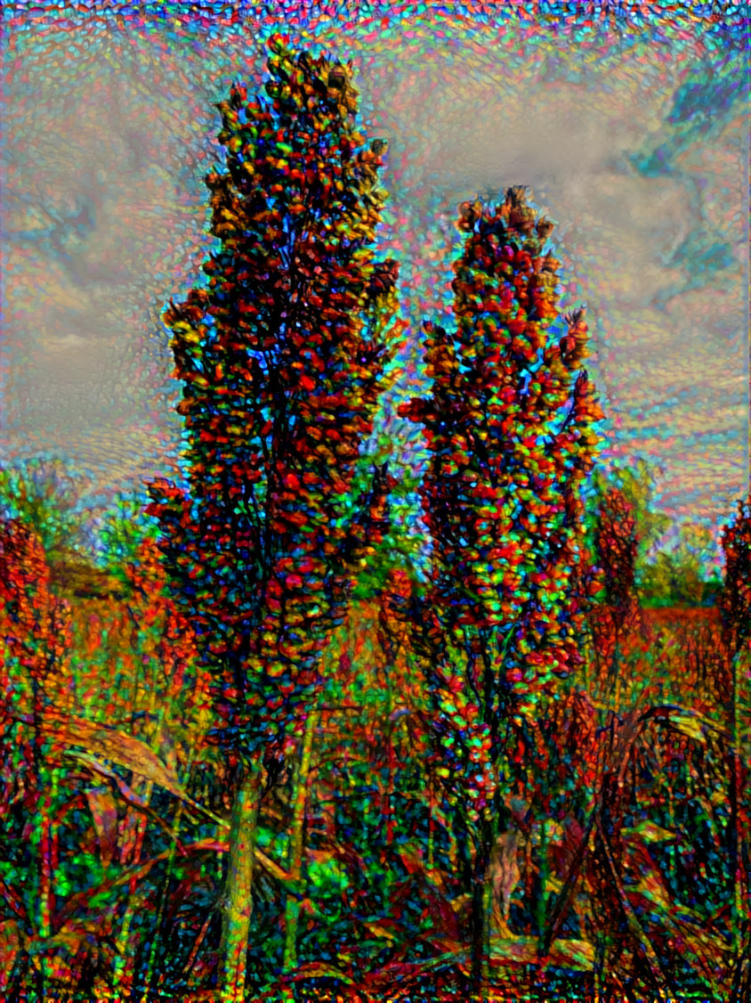 Sorghum 1 dreamlines painting 4_1