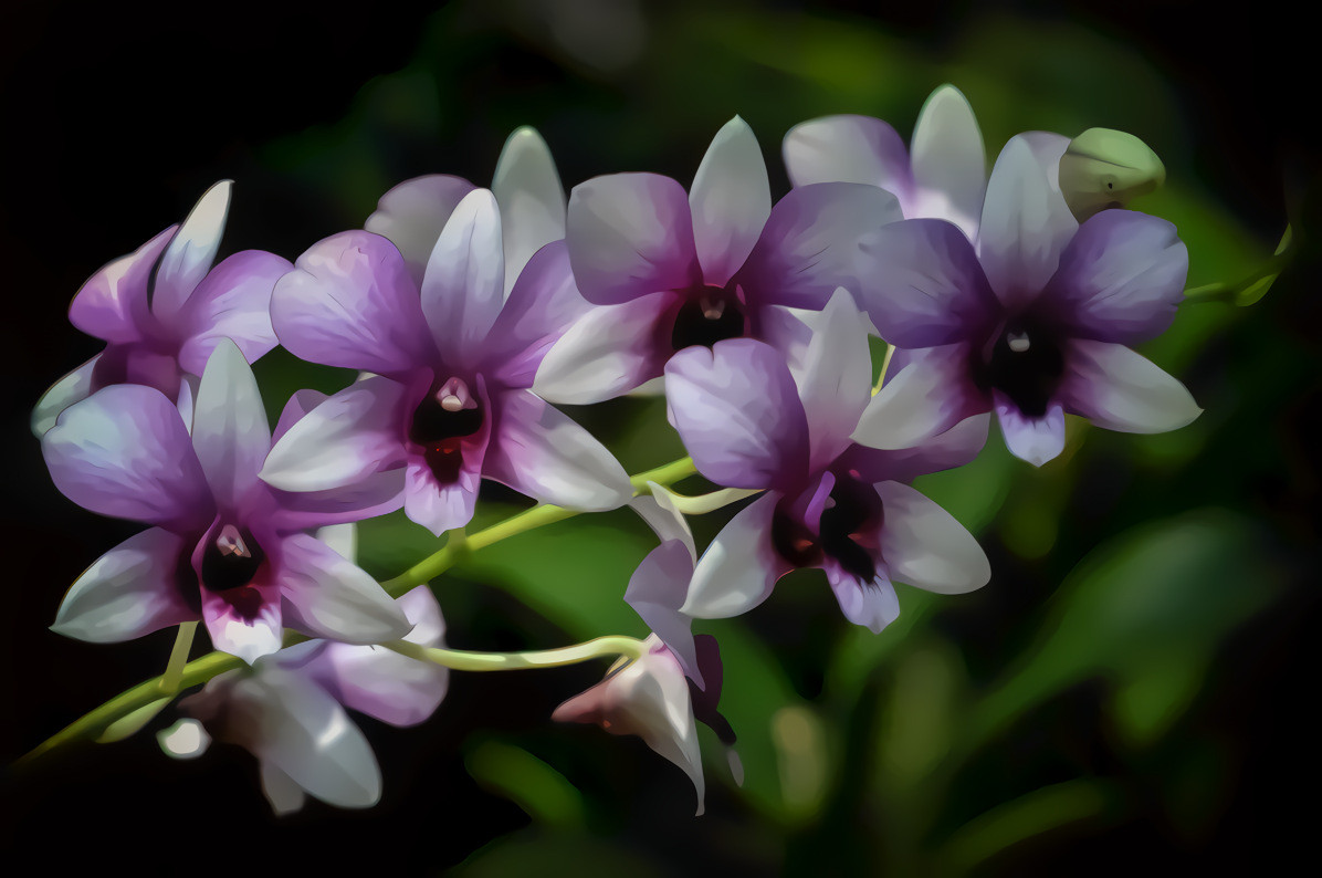 Purple White Orchids