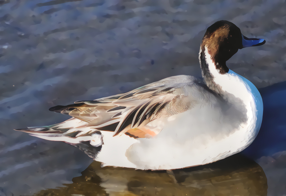 Northern Pintail