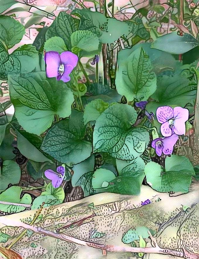 Violets