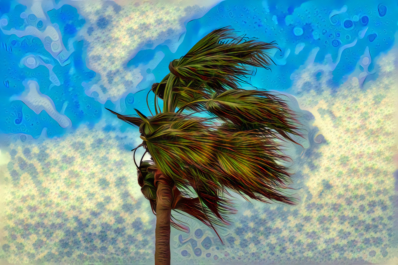 Palm Tree, Wind, and Weather