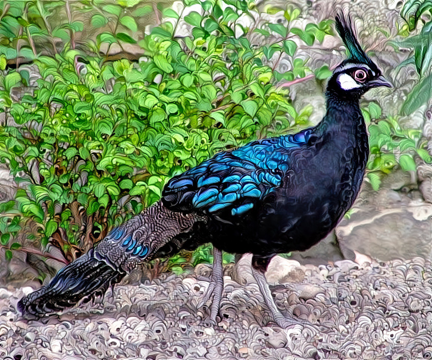 Palawan peacock pheasant  (Polyplectron napoleonis) Palawan Island, Philippines