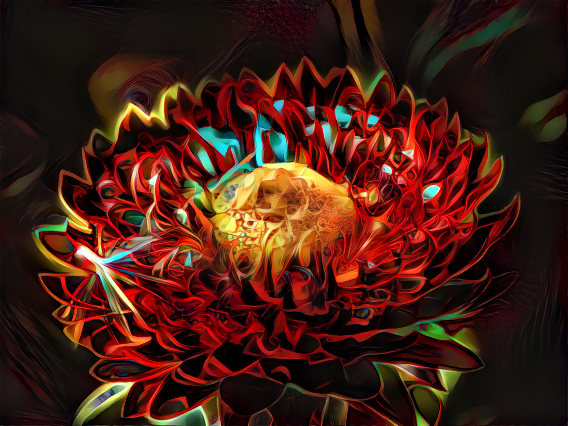 Strawflower