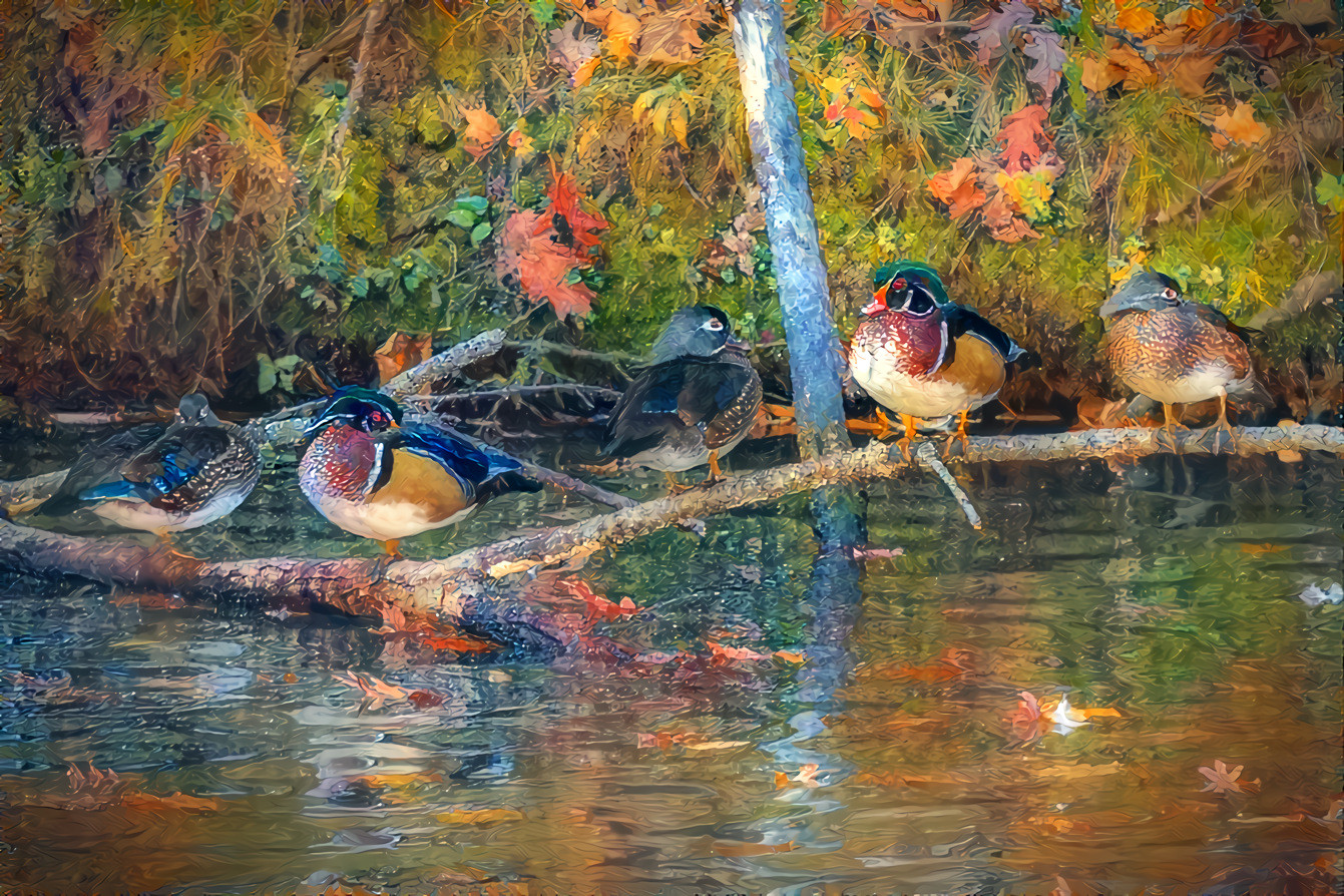 Wood Ducks in a Row