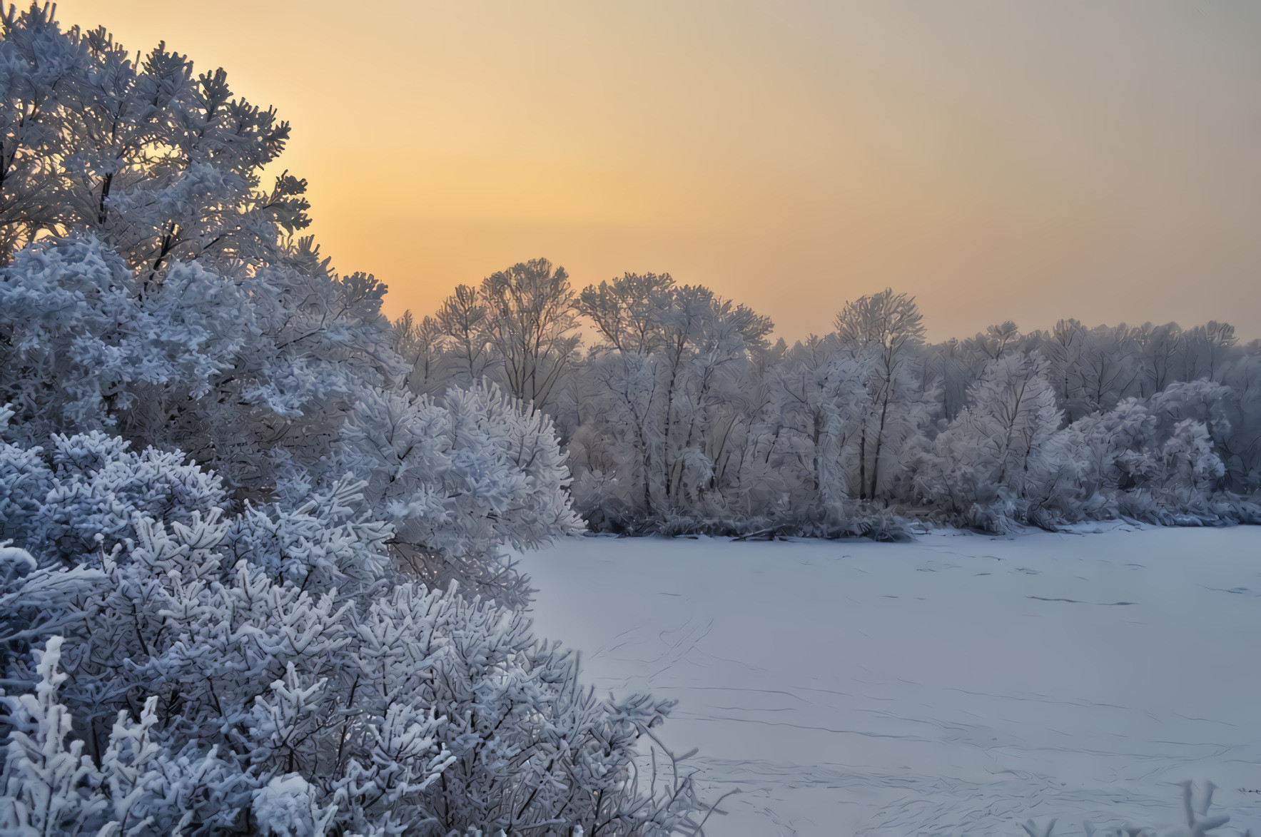 Snow, Trees, Sunset