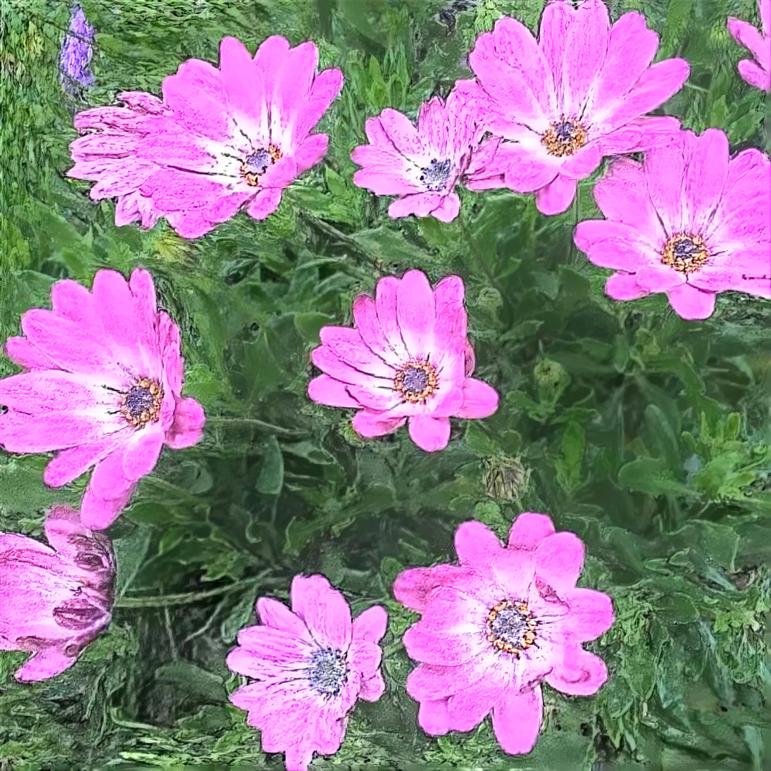 pink flowers