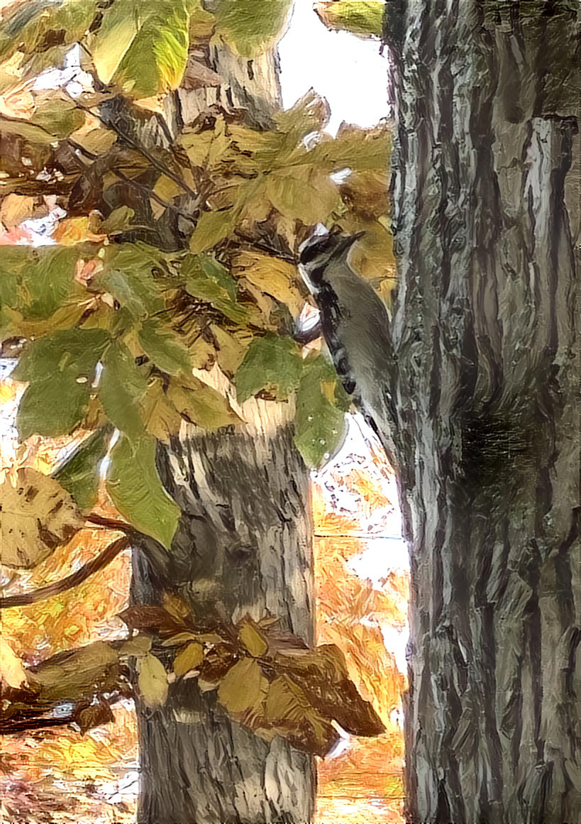 Downy Woodpecker