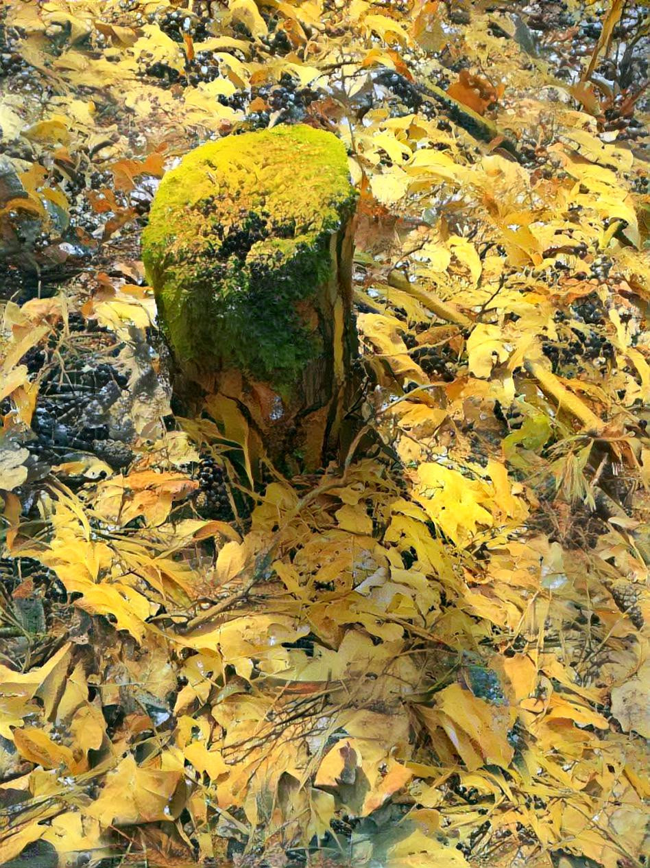 26 Mar 2021 - A mossy tree stump