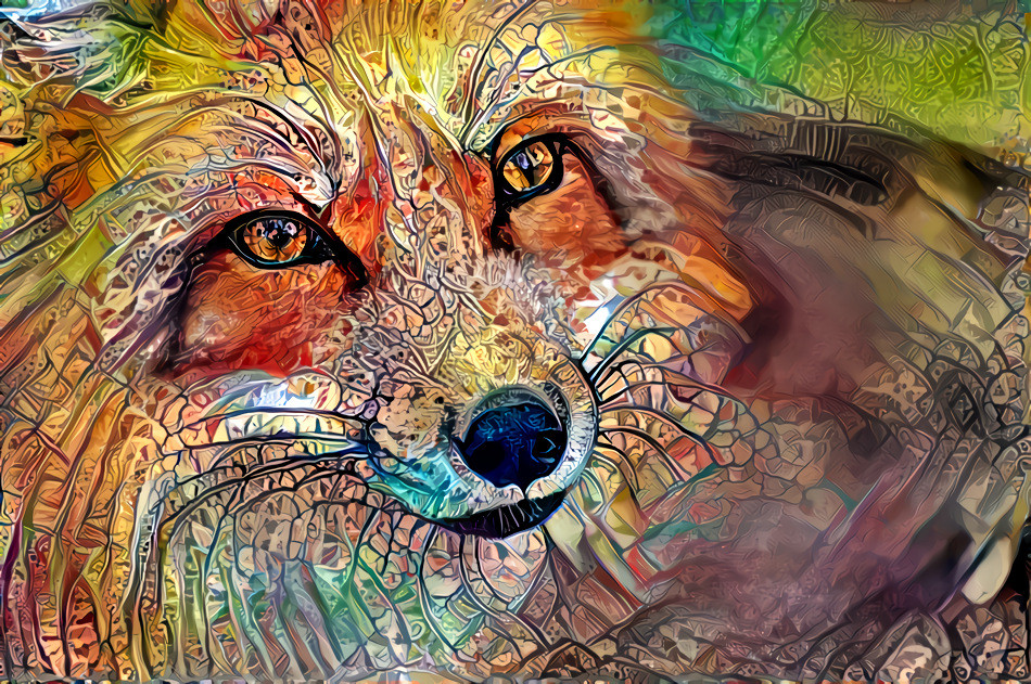 Red Fox