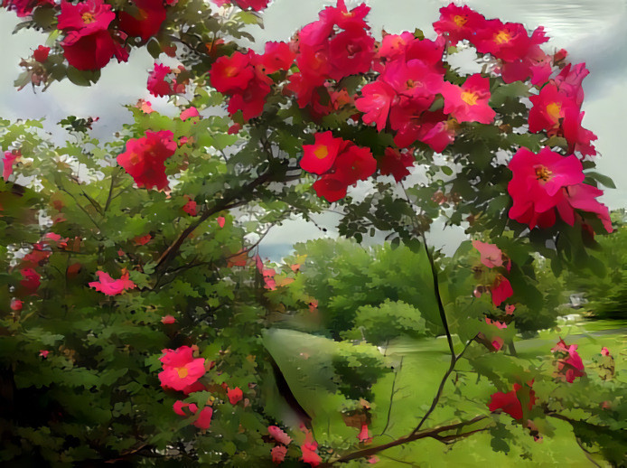 Painterly climbing Rose