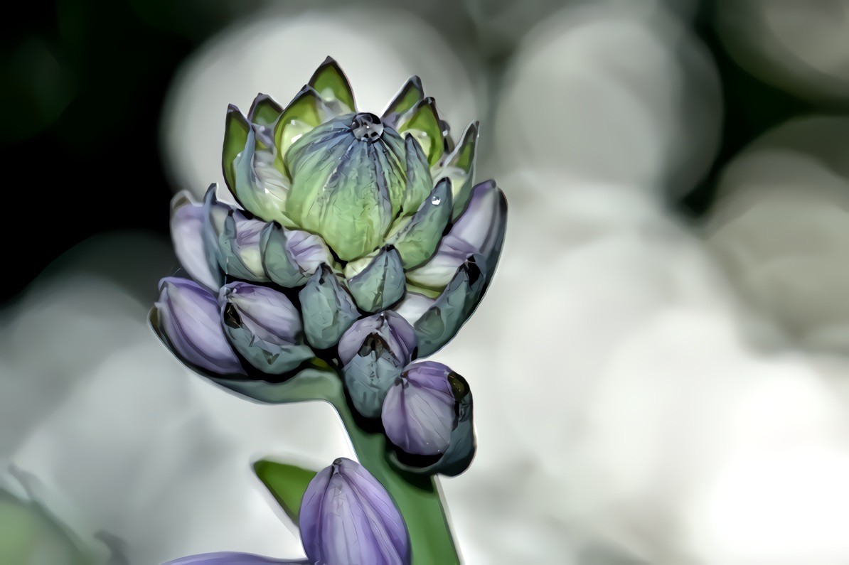 Plaintain Lily Blossom