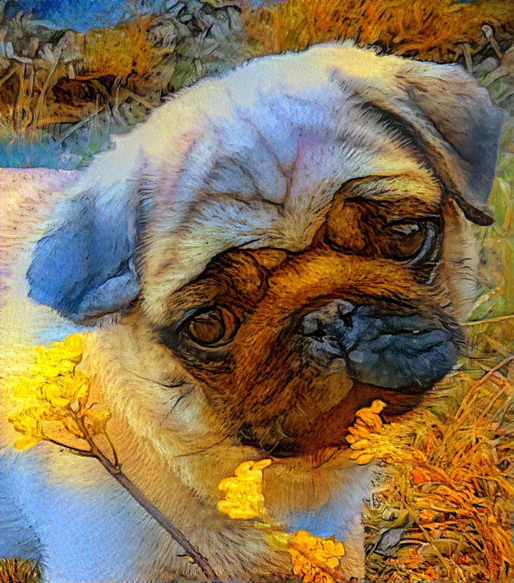 Pug