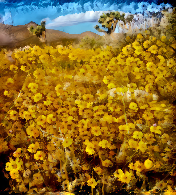 Desert Wildflowers