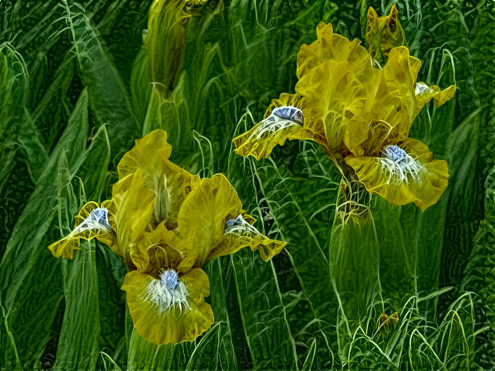 Iris,Yellow, Blue Fuzz