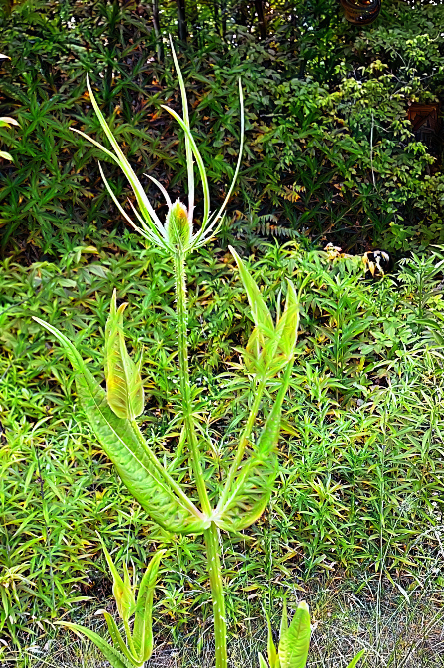 la plus jolie des mauvaises herbes dans le jardin