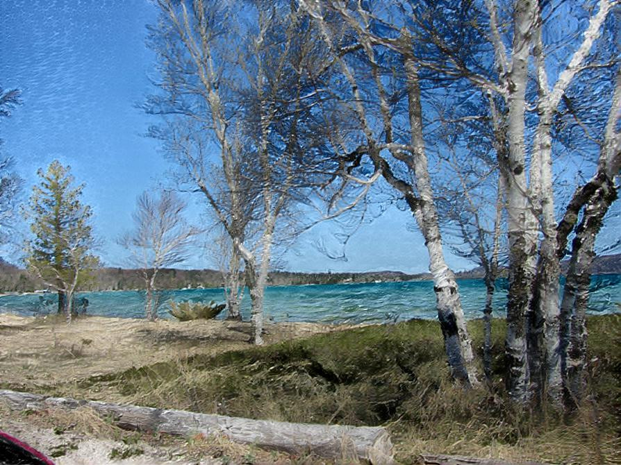 Birch Trees by Small Lake