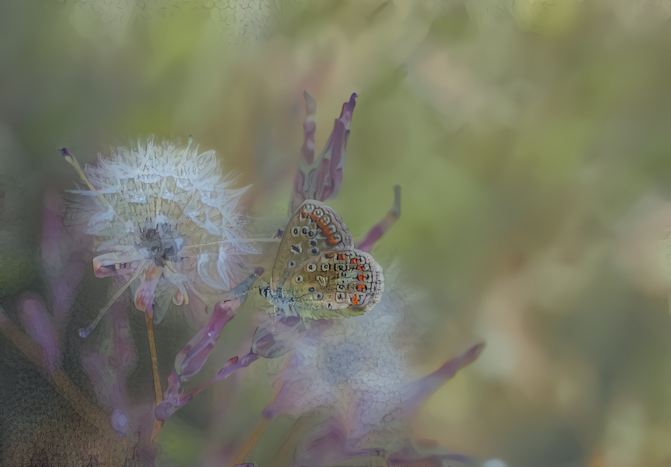 Butterfly and Dandelion