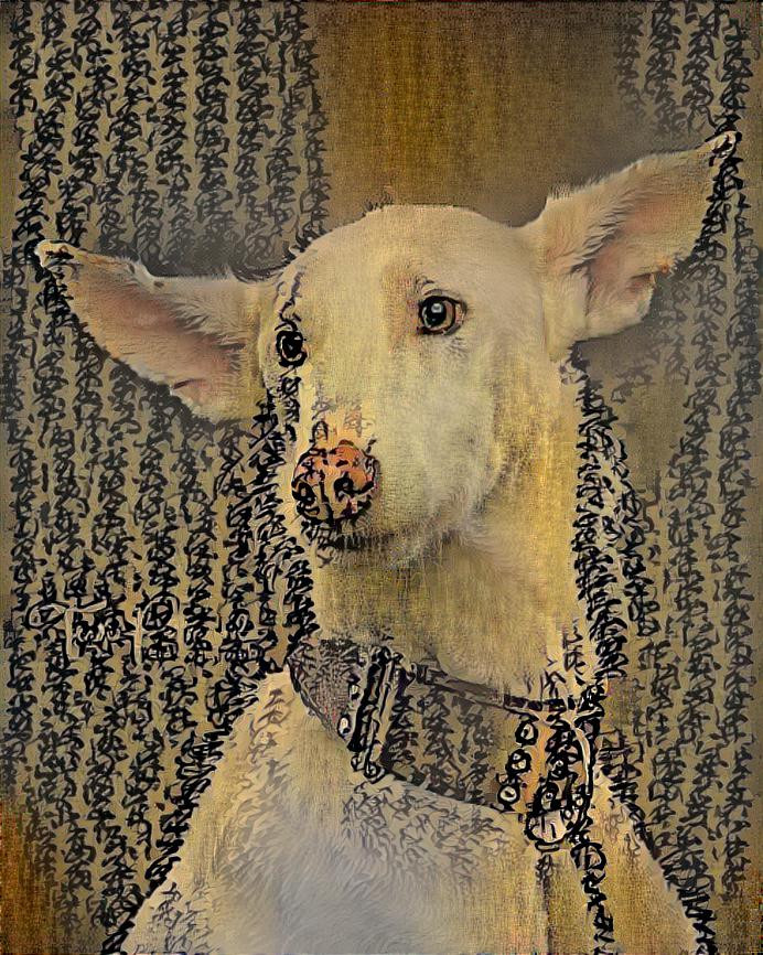 chineese podenco