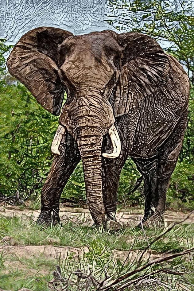 Bull Elephant