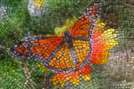 Monarch Butterfly