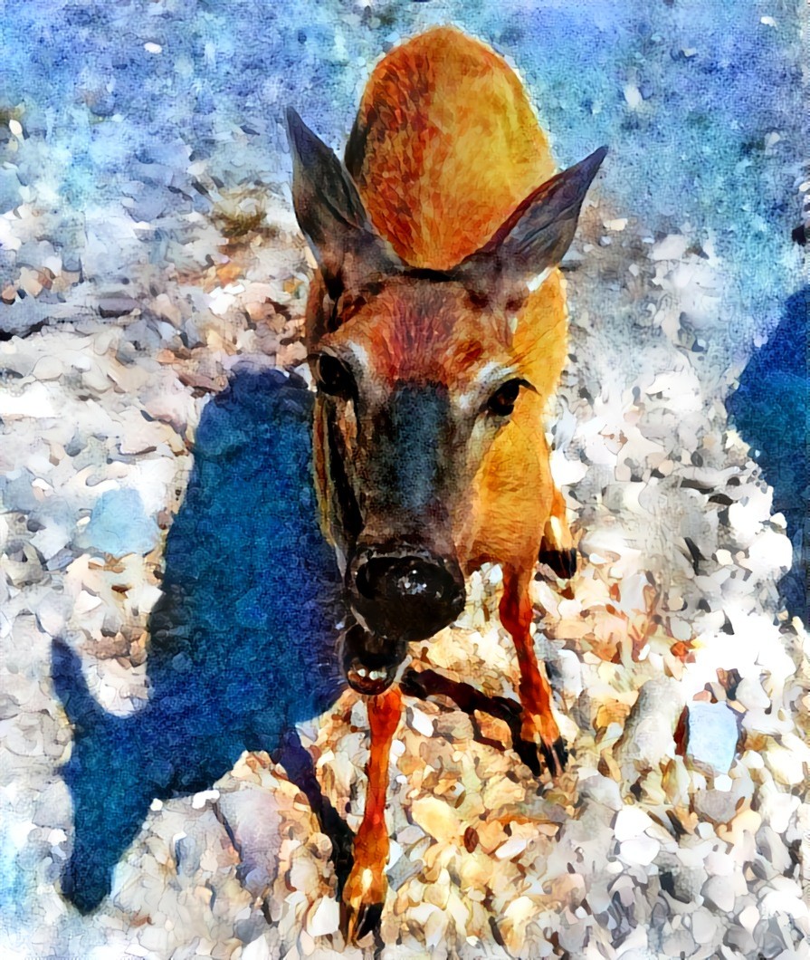 A Deer on Anticosti Island (Québec, Canada)