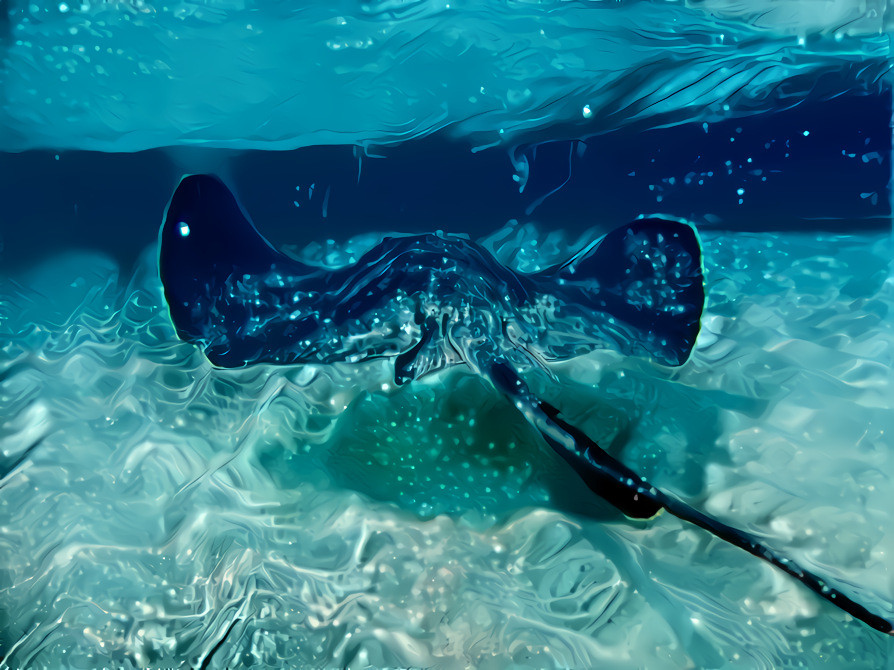 Manta Ray in Clear Waters -  paulaanddrade photography