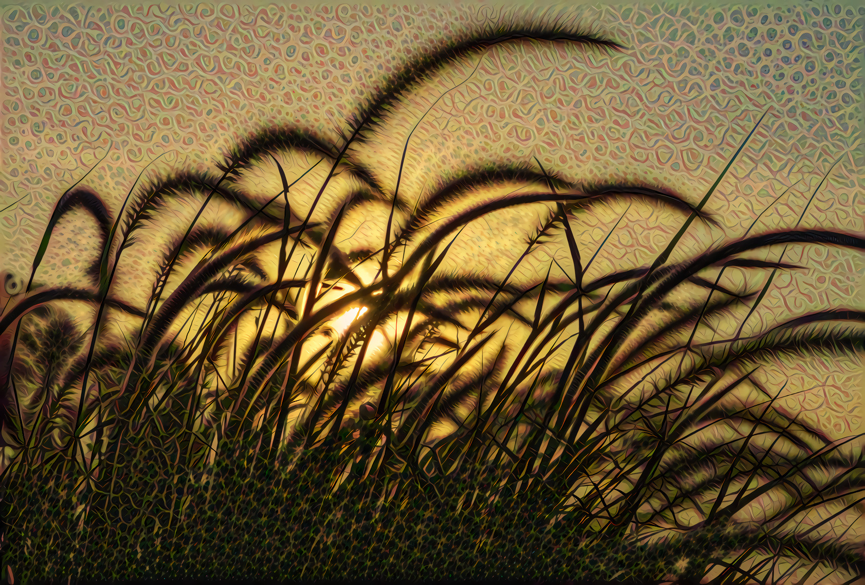 Sunset Through the Reeds