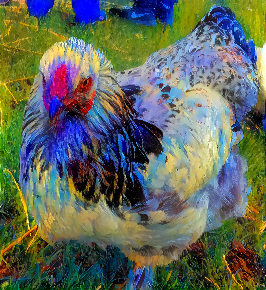 Chicken at Farm Sanctuary