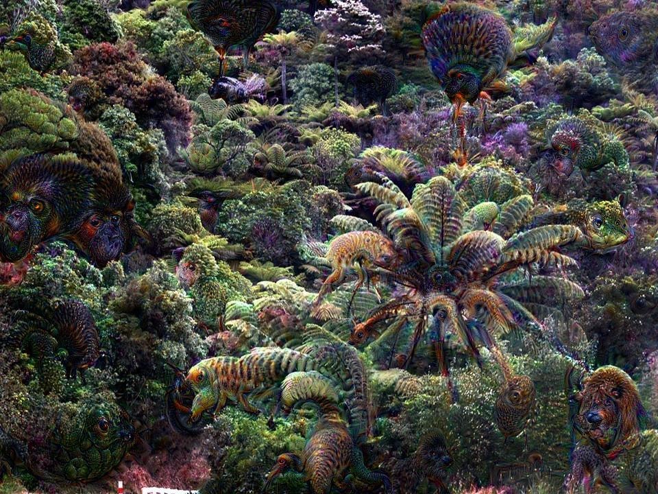 NZ Ferns