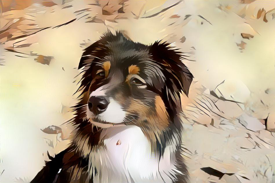 Jocelyn, Australian Shepherd