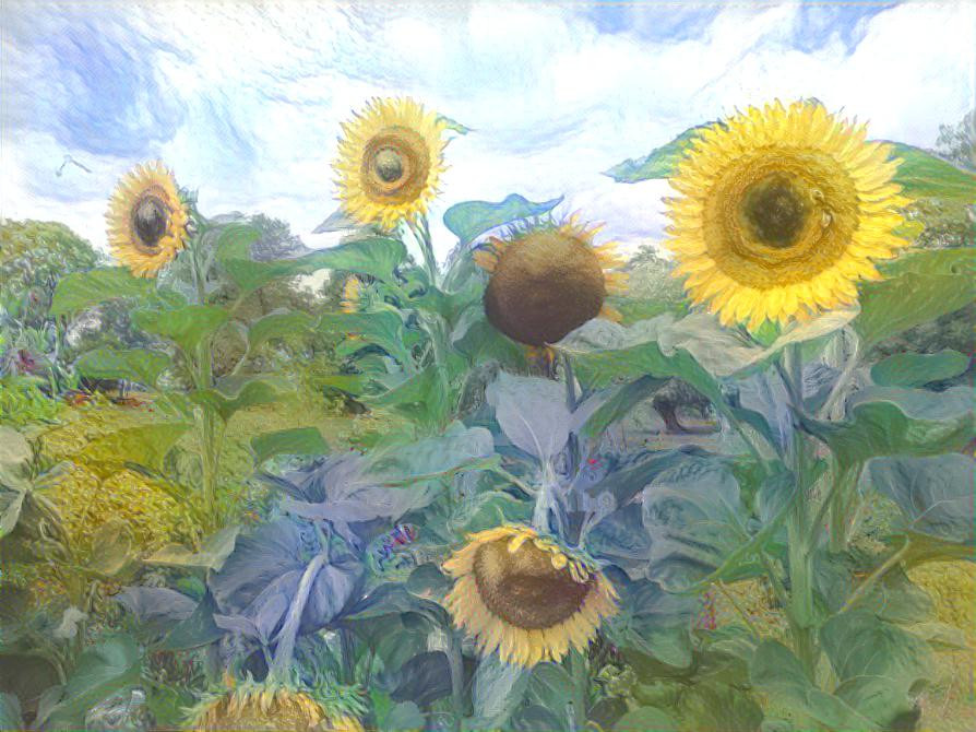 Sunflowers