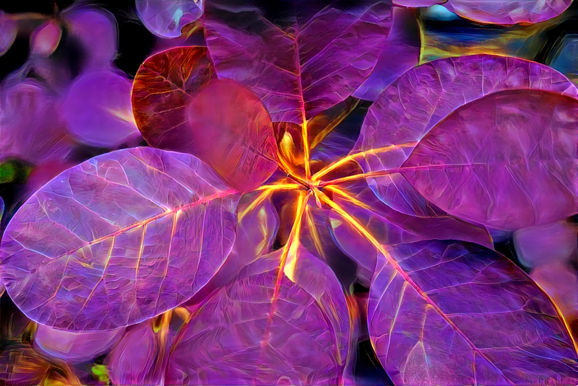 Cotinus 3 flower-of-dreams-desktop-background-607751