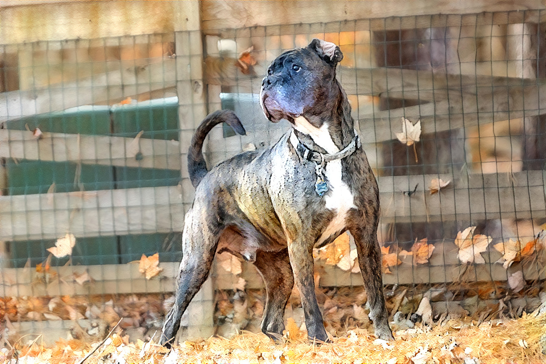 Caesar,  Cane Corso