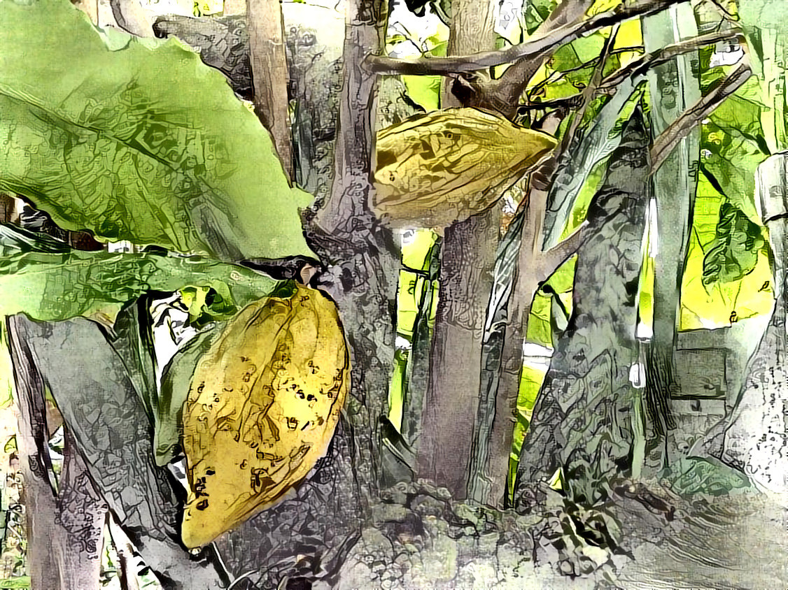 Theobroma Cacao #3 - Krone Conservatory