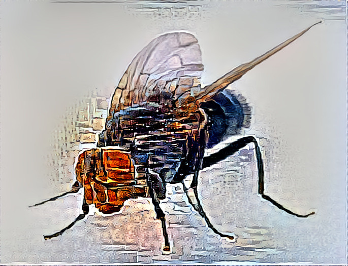 House Fly